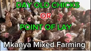 С КОГО НАЧАТЬ: С ПЕРИОДА ЯЙЦЕКЛЕТКИ ИЛИ С СУТОЧНЫХ ЦЫПЛЯТ? Mkanya Mixed Farming Zimbabwe
