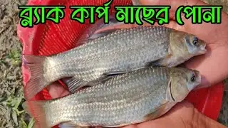 2026 সালের ব্লাক কার্প মাছের পোনা সর্বোচ্চ কম দামে কিনুন অর্ডার করতে 01761928516