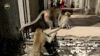 The monkey go up Angkor Thom Very Old Building​ in Cambodia Angkor daily​​​ 1573