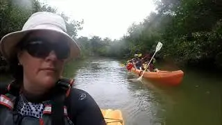 Kayak dans les mangroves. Puerto Jimenez, Costa Rica