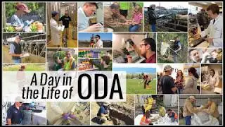 A Day in the Life of ODA - Insect Survey Technicians