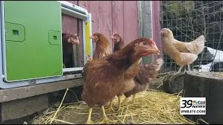 Rent-a-Chicken: Fresh eggs right from your backyard!