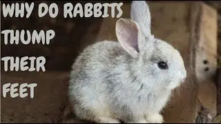 Why Do Rabbits Thump Their Feet