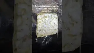 Live Termite Bait Station in Action | Effective Infestation Elimination