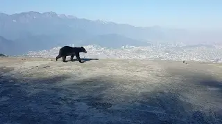 Oso en el Teleférico del Cerro de la Silla Monterrey Parte 2