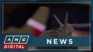 Snails slug it out at world racing championships | ANC