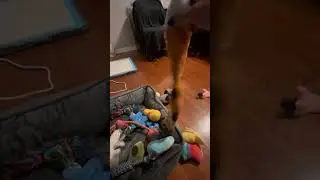 Fur child Danny 32