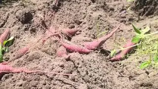 Farmer Digging Sweet Potatoes Using Manual Techniques #RuralAgriculture #TraditionalFarming