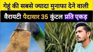 ⭐ DBW 377 गेहूँ (करण बोल्ड) | 86 क्विंटल वाली नई हाई-उपज किस्म | पूरी जानकारी