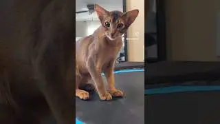 Abyssinian cats are feline perfection #catshorts #abyssiniancat #cute #catlovers #5monthsoldkitty