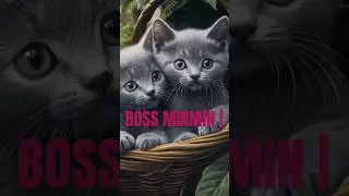 BOSS MINMIN CAT MEETS HIS TWIN CUTE FRIENDS #fyp #cute #trending #viral #viralshorts