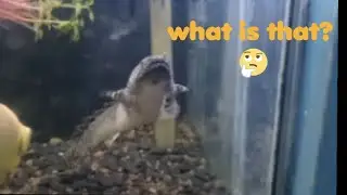look what i found ! (Live feeding) golden wonders killifish