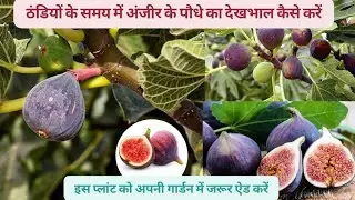 ठंडी के समय में अंजीर के पौधे का ख्याल कैसे रखें ||anjeer fruit plant|| #gardening 