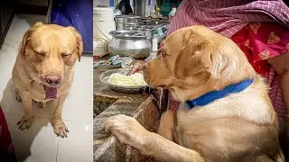 What Little John eat in a day 🤔 | My Dog&rsquo;s Diet Plan 🐾 || Cute dog videos
