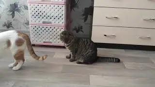 Бисина игра