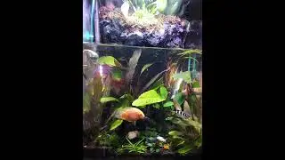 My Aquarium