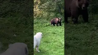 Alabai, &icirc;ndepărtează ursoaica cu pui. 🇷🇴 #alabai #bigdog #bear #reels