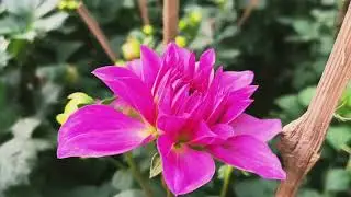 Dahlia plant 🪴🪴🪴