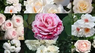BEST 20+WHITE FLORIBUNDA ROSES FOR YOUR GARDEN