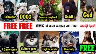 FREE FREE | Dogo | Am bully | Gaddi dog | cane corso | pointer | Gsd | labrador | culture pom