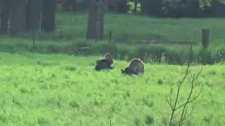 Wild Turkeys, Wauponsee Glacial Trail, Manhattan, Illinois