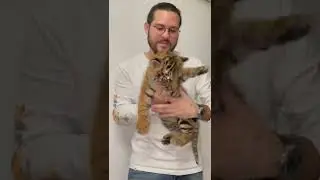 #shorts #animals #canada #usa #uk #wildtour #wildlife #cat