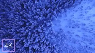 Snowfall Walk in Forest of Crunching Snow Sound - 1 Hour ASMR