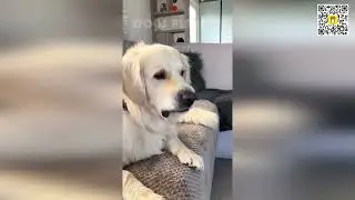 🐶🤯 Сможете ли вы выдержать эти уморительные собачьи неудачи? Смотрите и смейтесь! 🤣