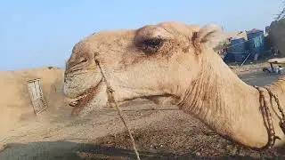 Strong Camel Power | Amazing Desert Animal