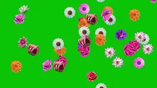 Free Green Screen : Random Moving Assorted Flowers : #Animation #GreenScreen #Flowers #Nature