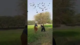 hunting eggs🥚 master#gianteagle #birds #harehunting #villagelife #junglehunter