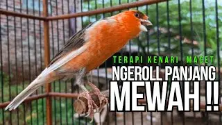 CUIT Cuit Kenari GACOR ngerol PANJANG AMPUH untuk PANCINGAN & MASTERAN Kenari PAUD cepat BUNYI