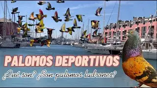 PALOMOS DEPORTIVOS 💥 &iquest;En qu&eacute; consiste? Definici&oacute;n y caracter&iacute;sticas / Mi opini&oacute;n sobre este deporte