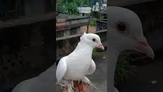 beautiful pigeon status ❣️🕊️പ്രാവ് പ്രേമീ🕊️#shorts#youtubeshorts#trending#pravu