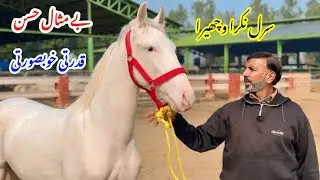 Saral Nukra Bachera for Sale | Son of Zula Sial | Pure Desi Horse | Local Pakistani Horse Breed