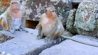 surprise ! welcome Sweetpea monkey com back his mother popeye