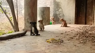 CUTE PUPPIES PLAYING PUPPY PLAYING LITTLE CUTE PUPPY 🐕#dog #puppy #puppies #puppylove 