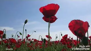 Gaziantep Gelincik Bahçesi  Doğal Güzeligi İslahiye Kozdere köyü