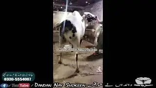 Big Beast Dhanni Bull Of Mani Cattle Farm || Dand Bouncer || Dandan Nay Shokeen ||