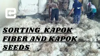 Production kapok fiber ( sorting kapok fiber and kapok seeds )