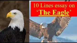 10 lines essay on The Eagle | Essay on Eagle in English | Eagle | Essay For Kids | Excellence