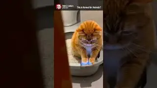 This Cat Was Using a Phone&hellip; In the Litter Box 😂