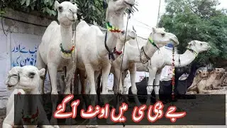 JDC MEIN CAMEL AGAEY! CAMEL agaey JDC  2023 MEIN