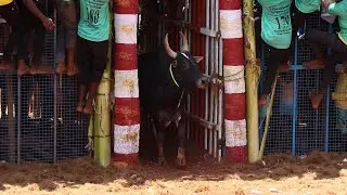 மணப்பாறை T.உடையாப்பட்டி ஜல்லிக்கட்டு 2025 Hilights, T.Udaiyappatty Jallikkattu 2025