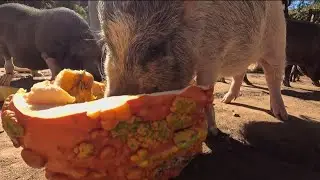 Local woman collects post-holiday pumpkins, donates them to animal rescues