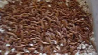 Buy Live Mealworms!  Cheap and Affordable!  Ebay Listing.
