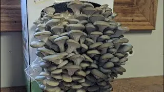 Mushroom Growing Kit Review and Harvest - Multiple Crops and Very Easy