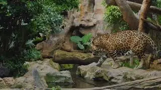 A journey into the heart of Brazil. 