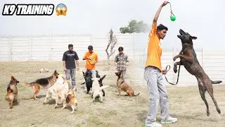 First K9 security Dog Training school in Meerut Uttar Pradesh 😱