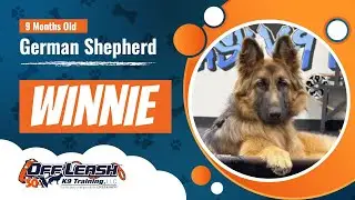 Winnie 9 Month GSD | Best Sheperd Training | Off Leash K9 Training